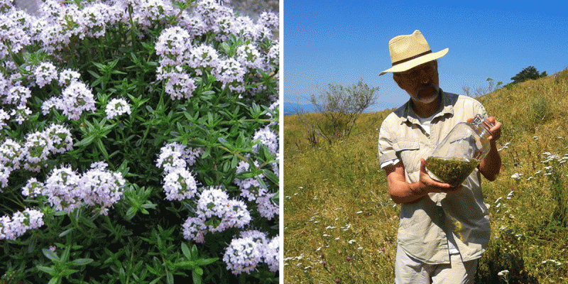 Laboratorio con piante aromatiche e officinali